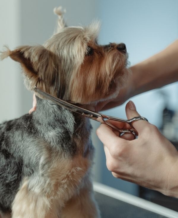 Peluqueria-canina-Almansa